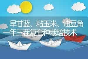  早甘蓝、粘玉米、油豆角一年三茬复套种栽培技术