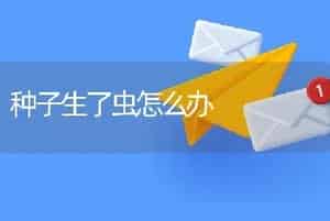 种子生了虫怎么办