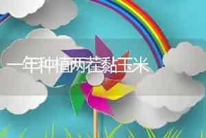 一年种植两茬黏玉米