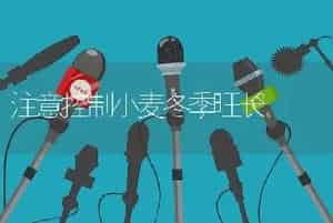 注意控制小麦冬季旺长