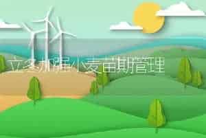 立冬加强小麦苗期管理