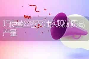 巧使菌丝密又壮实现优质高产量