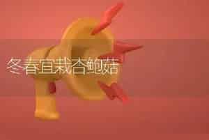 冬春宜栽杏鲍菇