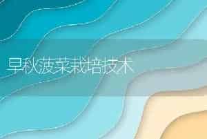 早秋菠菜栽培技术