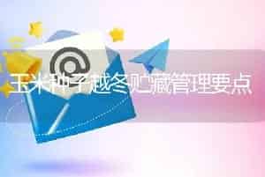 玉米种子越冬贮藏管理要点