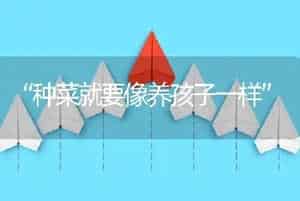 “种菜就要像养孩子一样”
