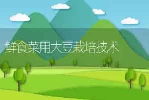 鲜食菜用大豆栽培技术