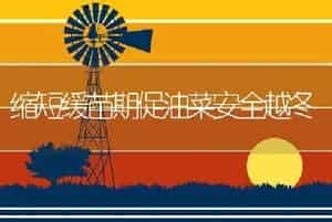 缩短缓苗期促油菜安全越冬