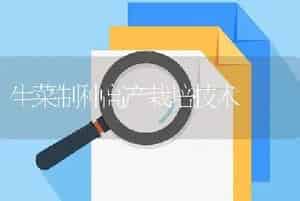 生菜制种高产栽培技术