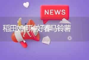 稻田如何种好春马铃薯
