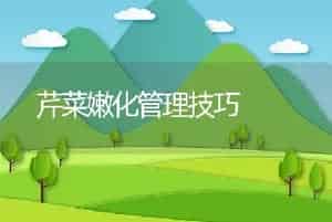  芹菜嫩化管理技巧