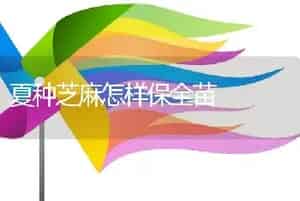 夏种芝麻怎样保全苗