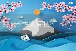 甜玉米穗的储藏技术