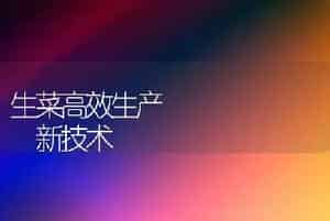 生菜高效生产       新技术