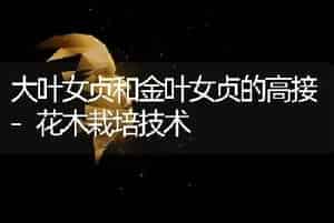 大叶女贞和金叶女贞的高接-花木栽培技术