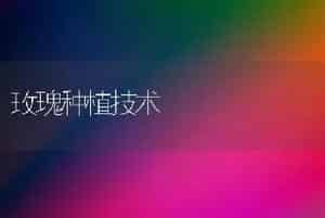 玫瑰种植技术