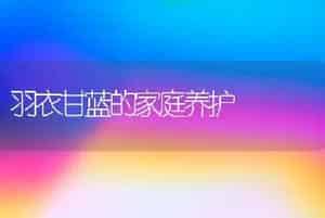 青花菜的夏播栽培