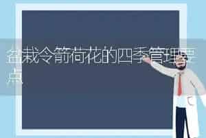 盆栽令箭荷花的四季管理要点