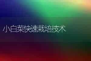 小白菜快速栽培技术