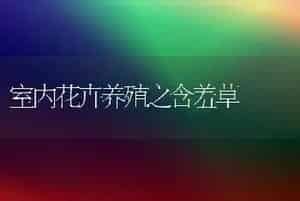 室内花卉养殖之含羞草