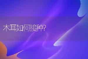 木耳如何接种?
