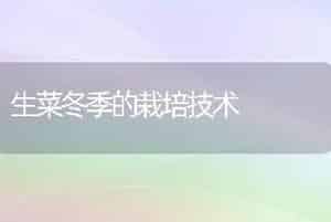 生菜冬季的栽培技术