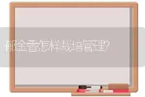 郁金香怎样栽培管理？