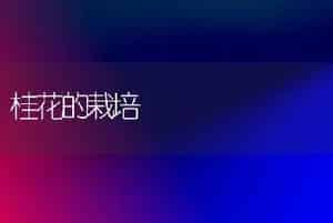 桂花的栽培