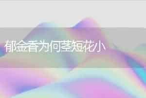 郁金香为何茎短花小