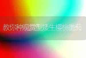 教你种观赏型矮生樱桃番茄