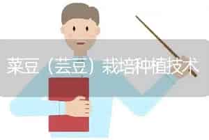 桂花扦插种植技术-花卉苗木养护管理