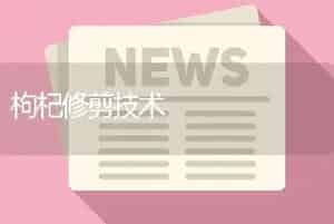 枸杞修剪技术