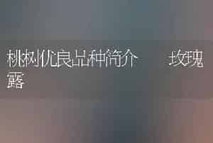 桃树优良品种简介――玫瑰露