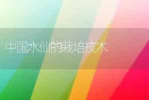 中国水仙的栽培技术