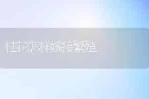 桂花怎样嫁接繁殖
