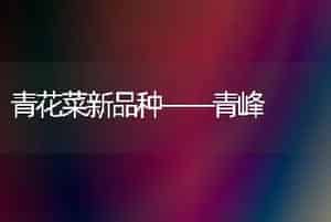 青花菜新品种——青峰