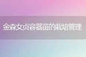 金森女贞容器苗的栽培管理