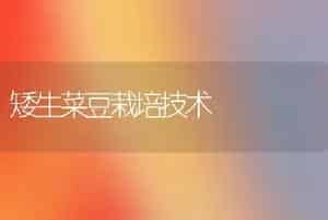 矮生菜豆栽培技术