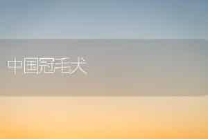 中国冠毛犬