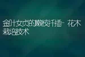 金叶女贞的嫩枝扦插-花木栽培技术