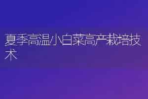 夏季高温小白菜高产栽培技术