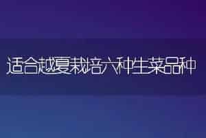 适合越夏栽培六种生菜品种