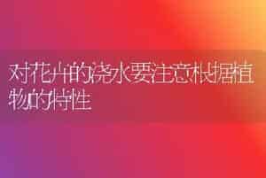 桂花无土盆栽技术