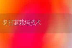 桂花水插靠接