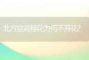 北方盆栽桂花为何不开花?