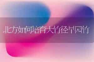 玫瑰田间管理技术