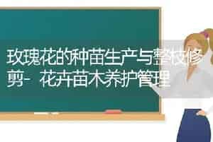 玫瑰花的种苗生产与整枝修剪-花卉苗木养护管理