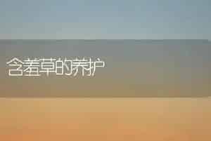 含羞草的养护