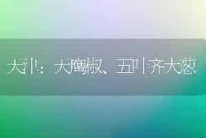 天津:天鹰椒、五叶齐大葱