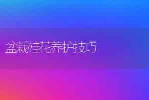 盆栽桂花养护技巧